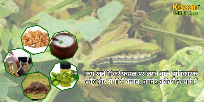 कम खर्चे में करें फसल पर लगने वाले हानिकारक कीट और रोगों से बचाव, जानिए तरीकों के बारे में